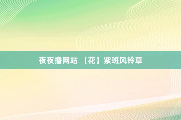 夜夜撸网站 【花】紫斑风铃草