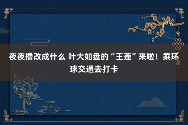 夜夜撸改成什么 叶大如盘的“王莲”来啦！乘环球交通去打卡